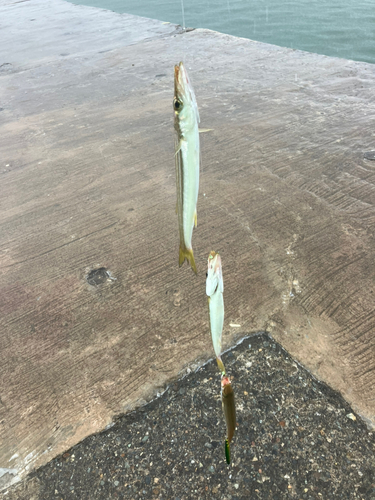 カマスの釣果