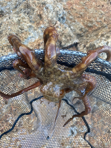 タコの釣果