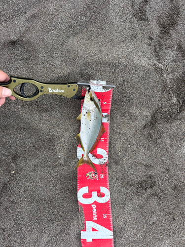 ショゴの釣果