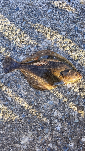 カレイの釣果