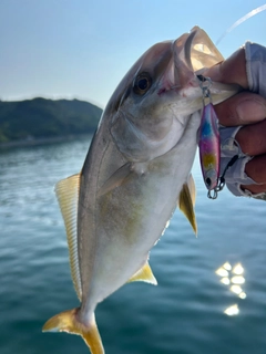 シオの釣果