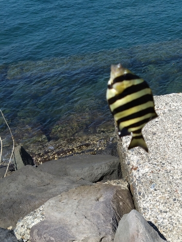 イシダイの釣果