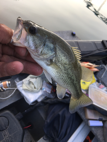 ラージマウスバスの釣果