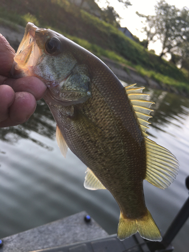 ラージマウスバスの釣果