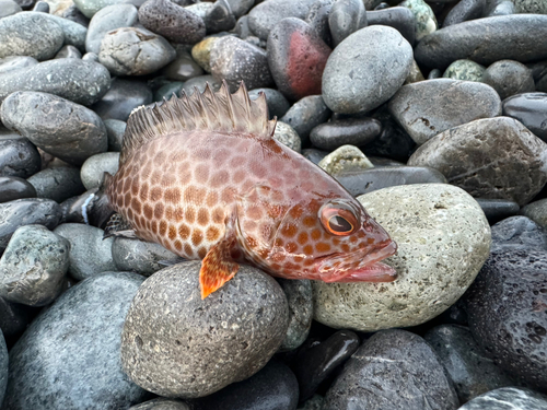 オオモンハタの釣果