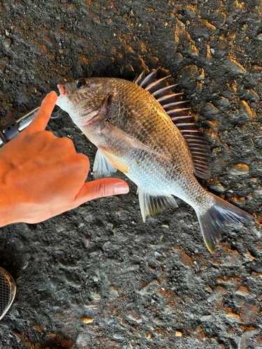 キビレの釣果