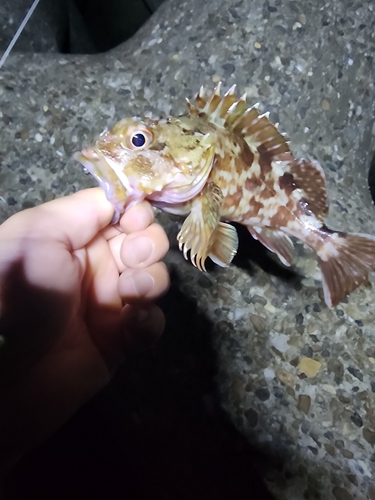 ガシラの釣果