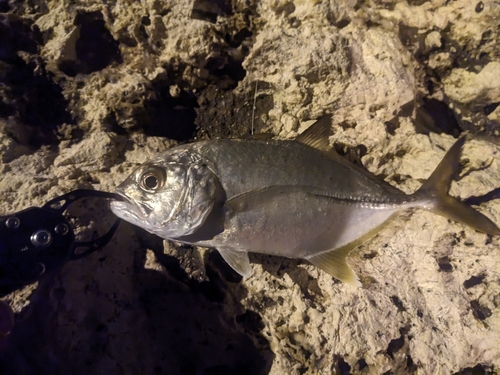 メッキの釣果