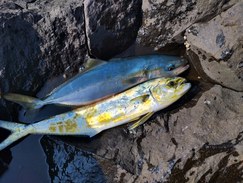 イナダの釣果