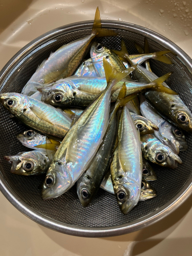 アジの釣果