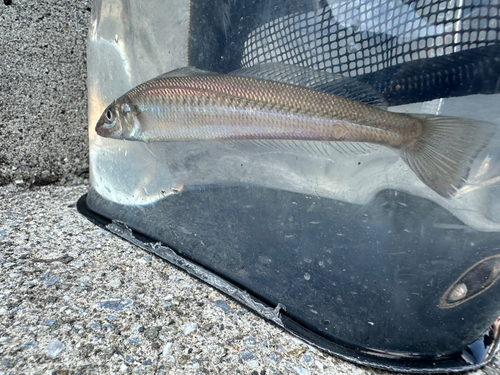 シロギスの釣果