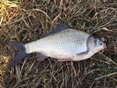 ヘラブナの釣果