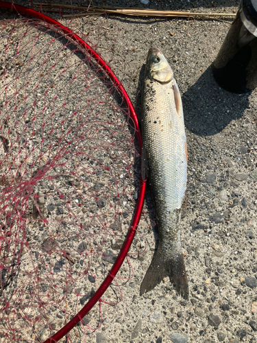 ウグイの釣果