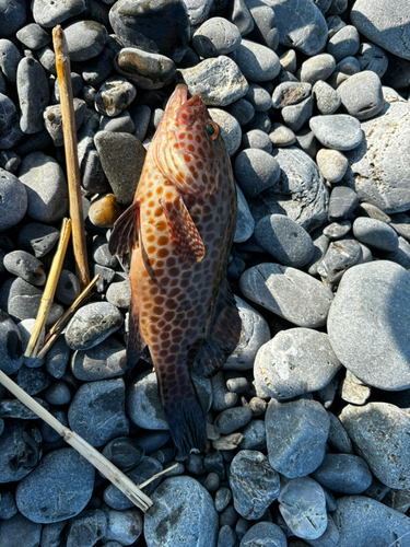 オオモンハタの釣果