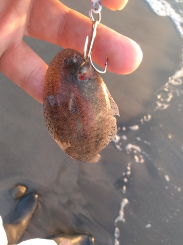 シタビラメの釣果