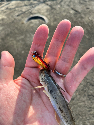 マハゼの釣果