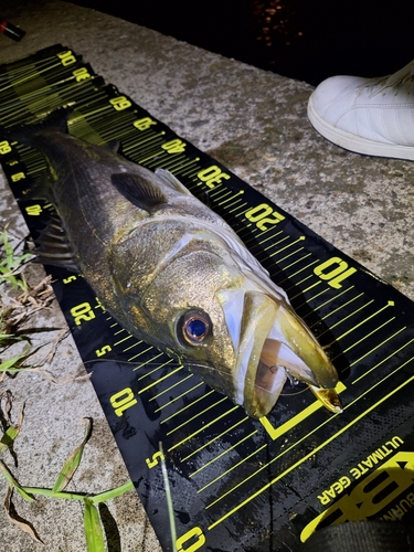 シーバスの釣果