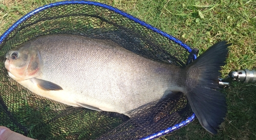 コロソマの釣果