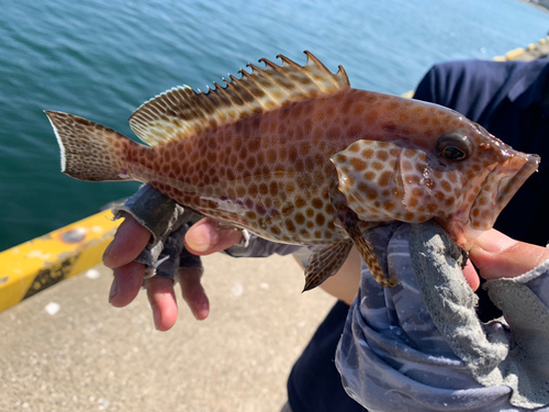 オオモンハタの釣果