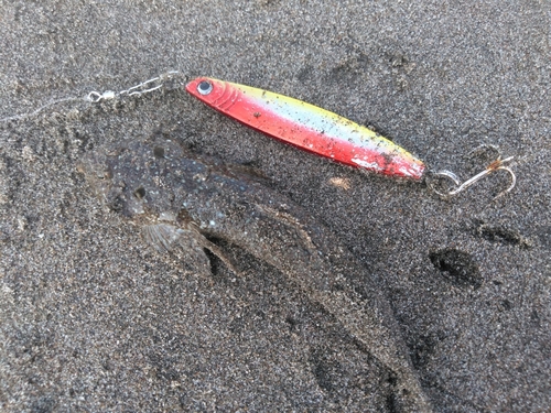 メゴチの釣果