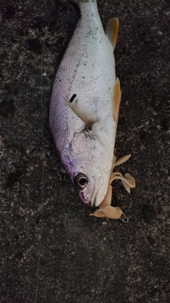 ニベの釣果