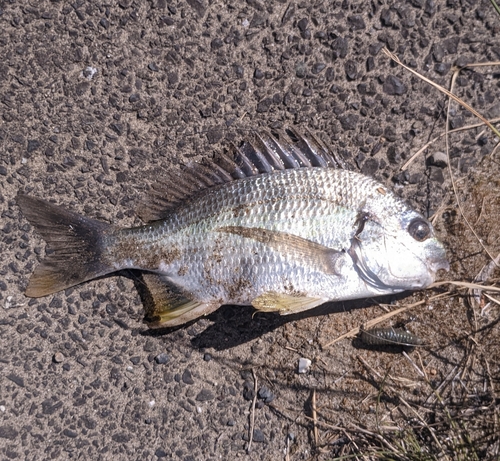 キビレの釣果