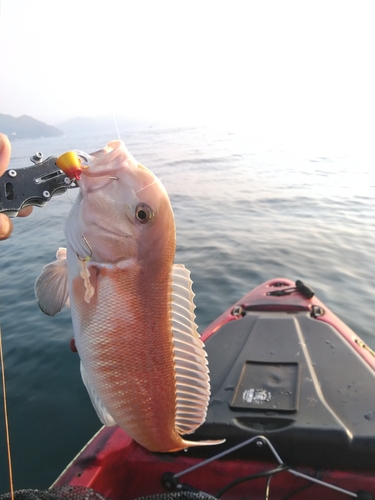 シロアマダイの釣果