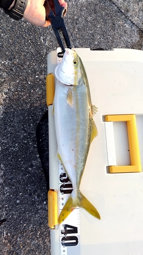 ツバスの釣果