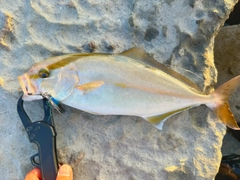 ショゴの釣果