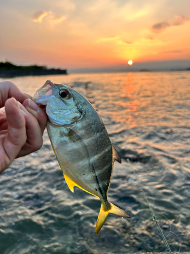 メッキの釣果