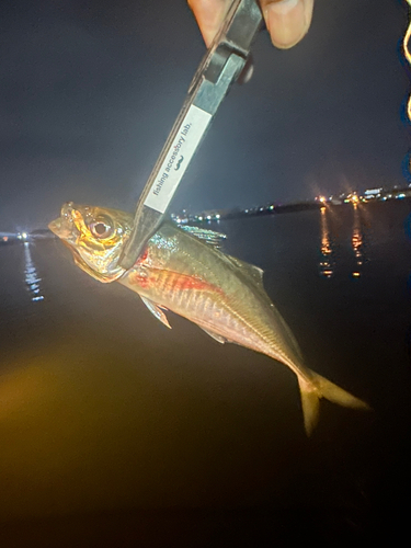 アカハタの釣果