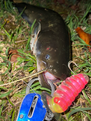 マナマズの釣果