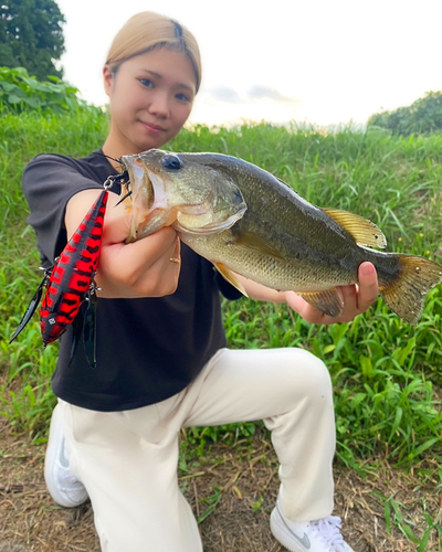 ブラックバスの釣果