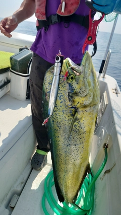 シイラの釣果