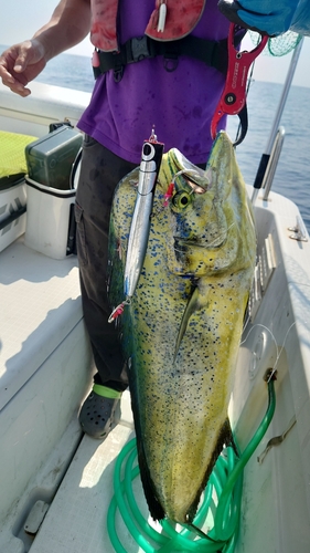 シイラの釣果