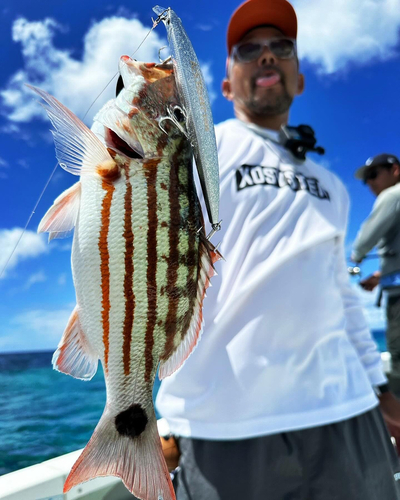 アミメフエダイの釣果