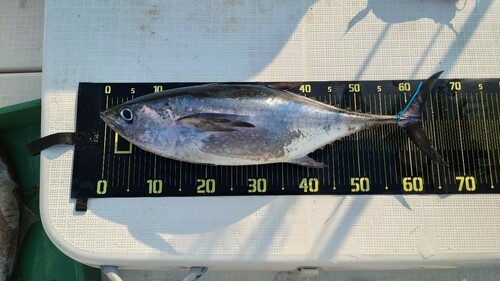 コシナガマグロの釣果