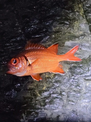 アカマツカサの釣果