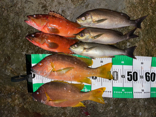 シブダイの釣果