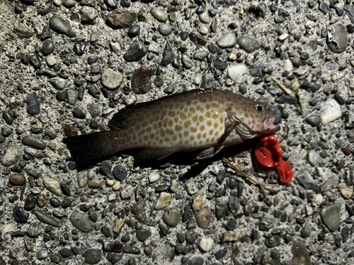 オオモンハタの釣果