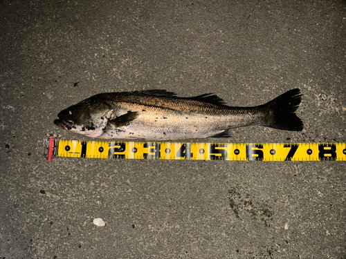 シーバスの釣果