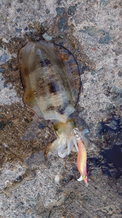 アオリイカの釣果