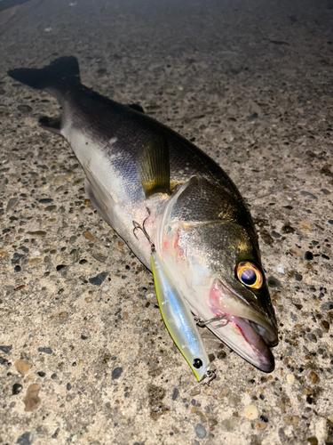 セイゴ（マルスズキ）の釣果