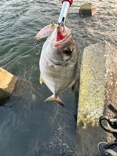 メッキの釣果