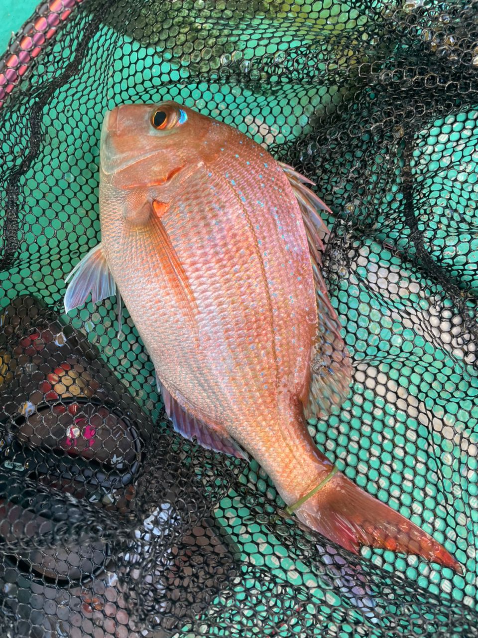 Almelさんの釣果 2枚目の画像