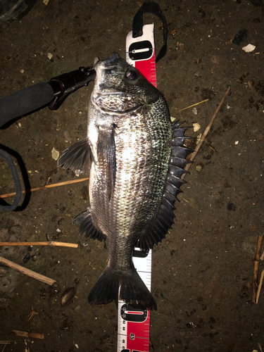 クロダイの釣果