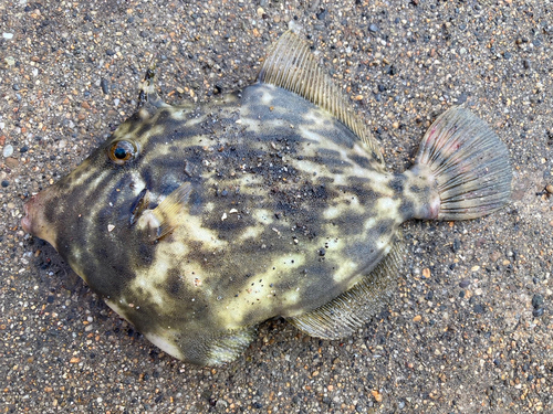 カワハギの釣果