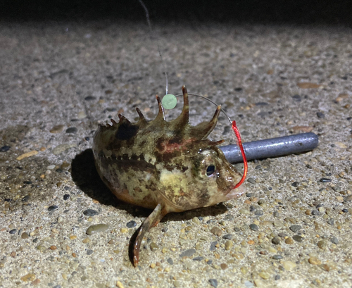 ハオコゼの釣果