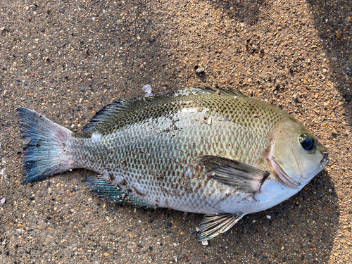 メジナの釣果