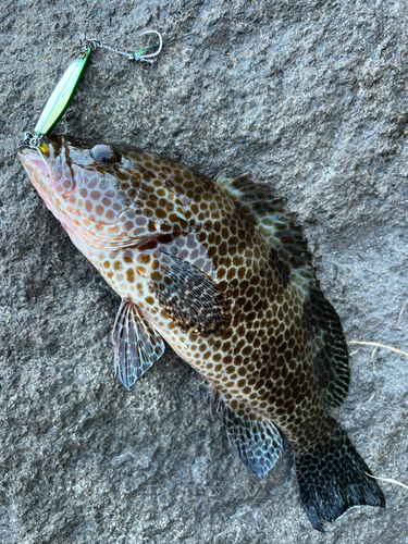 オオモンハタの釣果